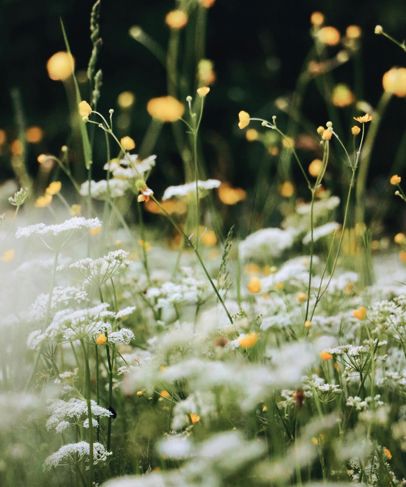Schmökern und Faulenzen im Garten