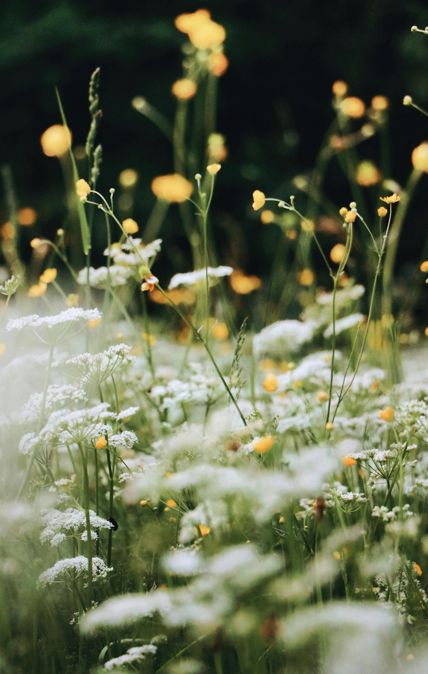 Schmökern und Faulenzen im Garten